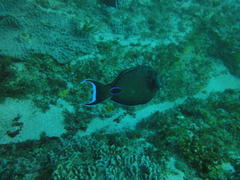 Acanthurus tennentii