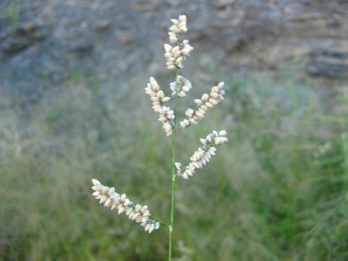 Eragrostis echinochloidea image