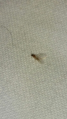 Brachymyrmex depilis