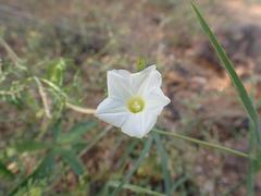 Ipomoea barbatisepala