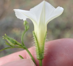Ipomoea barbatisepala