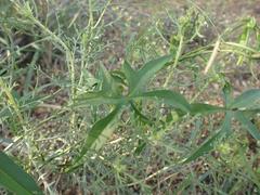 Ipomoea barbatisepala
