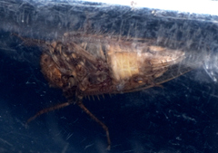 Paraphlepsius continuus