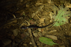 Plethodon cheoah