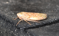 Paraphlepsius continuus