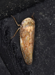 Paraphlepsius continuus