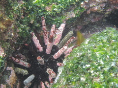 Eucidaris galapagensis