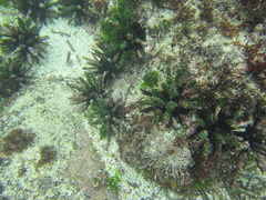 Eucidaris galapagensis