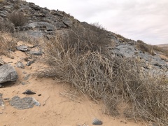 Cynanchum viminale thunbergii