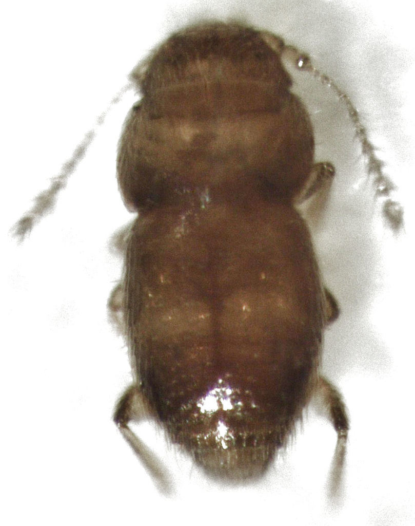 Ptinella watti