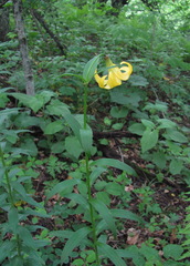 Lilium monadelphum