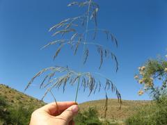 Eragrostis rotifer image