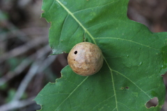 Amphibolips quercusinanis
