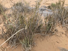 Cynanchum viminale thunbergii