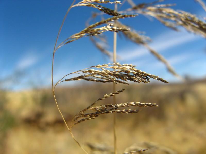 Pearly Love Grass