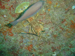 Pachymetopon blochii