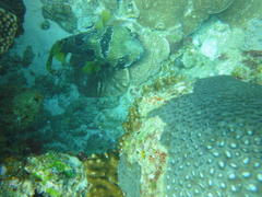 Diodon liturosus