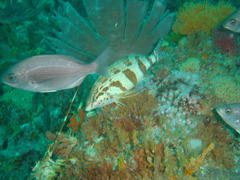 Pachymetopon blochii