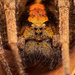 Ornate Tropical Wandering Spider - Photo (c) Thiago Gonçalves Coronado Antunes, some rights reserved (CC BY-NC), uploaded by Thiago Gonçalves Coronado Antunes