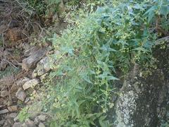 Koanophyllon palmeri