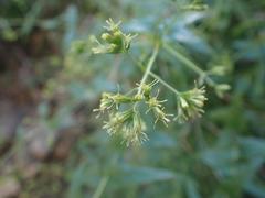 Koanophyllon palmeri