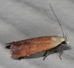 Anacampsis fullonella