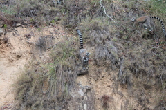 Lemur catta