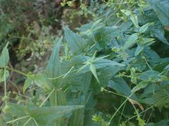 Koanophyllon palmeri