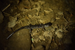 Plethodon aureolus