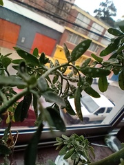 Bemisia argentifolii