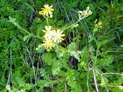 Senecio hastatus
