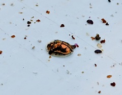 Deloyala guttata