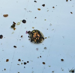 Deloyala guttata