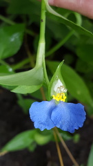 Commelina communis