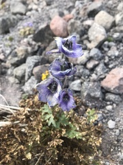 Delphinium caucasicum