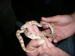 Phyllorhynchus decurtatus