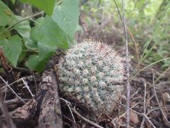 Mammillaria barbata