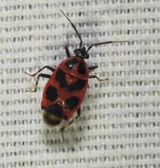 Deraeocoris histrio