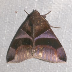 Dysgonia purpurata