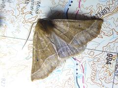 Drepanogynis cnephaeogramma