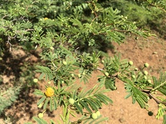 Vachellia tortuosa
