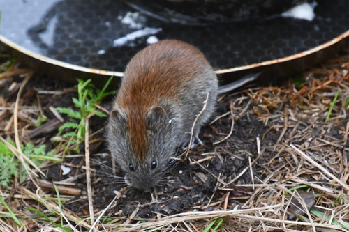 Grey Red-backed Vole, Таймырский Долгано-Ненецкий р-н, Красноярский край, Россия, photo 8 of 10