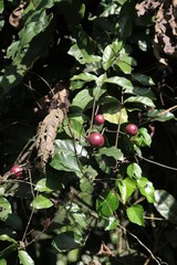 Landolphiinae
