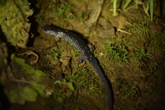 Plethodon cheoah