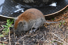 Craseomys rufocanus