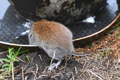 Craseomys rufocanus