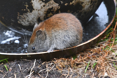 Craseomys rufocanus