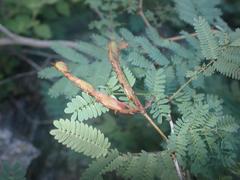 Mimosa grahamii