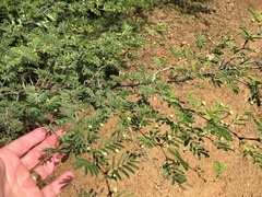 Vachellia tortuosa