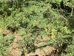 Vachellia tortuosa